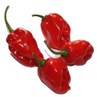 🌶️ Habanero Red F1 chili pepper seeds – 10 pieces