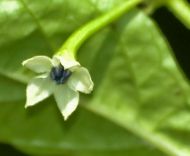 🌶️ White Molly / White Bullet Habanero chili pepper seeds – 15 pieces