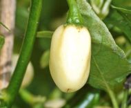 🌶️ White Molly / White Bullet Habanero chili pepper seeds – 15 pieces