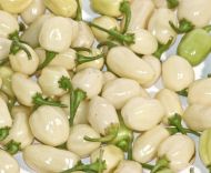 🌶️ White Molly / White Bullet Habanero chili pepper seeds – 15 pieces
