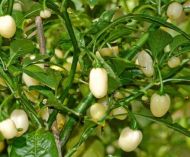 🌶️ White Molly / White Bullet Habanero chili pepper seeds – 15 pieces