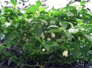🌶️ White Molly / White Bullet Habanero chili pepper seeds – 15 pieces