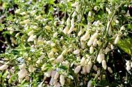 🌶️ White Molly / White Bullet Habanero chili pepper seeds – 15 pieces