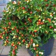 🌶️ Balls of Fire chili pepper seeds – 15 pieces