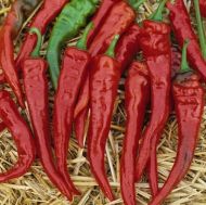 🌶️ Cayenne Red-Long Slim chili pepper seeds – 25 pieces