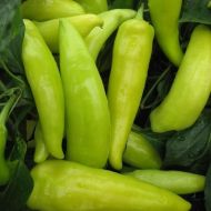 🌶️ Hot Pepper Seeds - Hungarian Yellow Wax - 25 pieces