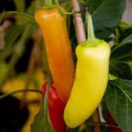🌶️ Hot Pepper Seeds - Hungarian Yellow Wax - 25 pieces
