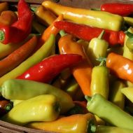 🌶️ Hot Pepper Seeds - Hungarian Yellow Wax - 25 pieces