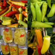 🌶️ Hot Pepper Seeds - Hungarian Yellow Wax - 25 pieces