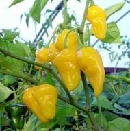🌶️ Chili Pepper Seeds - Limòn -15 pieces