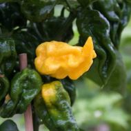 🌶️ Chili Pepper Seeds - Limòn -15 pieces