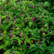 🌶️ Chili Pepper Seeds - Moranguinho - 15 pieces