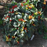 🌶️ Chili Pepper Seeds - Starburst - 15 pieces