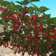 🌶️ Chili Pepper Seeds - Button Red - 15 pieces