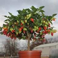 🌶️ Chili Pepper Seeds - Button Red - 15 pieces