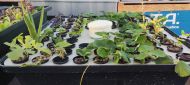 Hydroponic system for cuttings / clones - T.A. HydroCloner Spinner 72