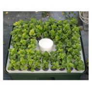 Hydroponic system for cuttings / clones - T.A. HydroCloner Spinner 72