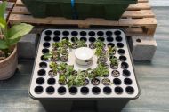 Hydroponic system for cuttings / clones - T.A. HydroCloner Spinner 72