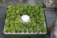 Hydroponic system for cuttings / clones - T.A. HydroCloner Spinner 72