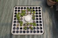 Hydroponic system for cuttings / clones - T.A. HydroCloner Spinner 72