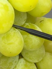 Професионална Японска ножица CHIKAMASA B-600H