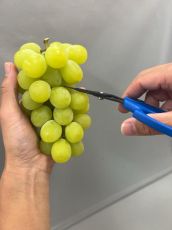 Професионална Японска ножица CHIKAMASA B-600H