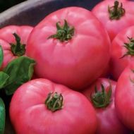 Tomato - Big Pink F1 - 15 seeds