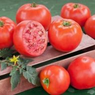 Tomato - Saraev M-22 - 15 seeds