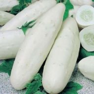 🥒 Cucumber - White - White Skin F1