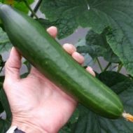 🥒 Cucumber - Telegraph Improved - 10 seeds
