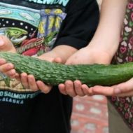 Cucumber - Longa da China - 25 seeds