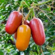 Ornamental Cucumber - Cassabanana - 5 seeds