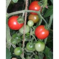 Cherry tomatoes - HUMBOLDT TOMATO - 15 seeds
