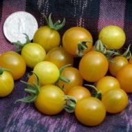 Cherry tomatoes - GALAPAGOSTOMAATJE - 15 seeds