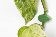 BetterGrow LEAF clips for orchid support - 14 pcs