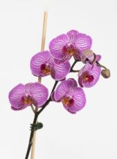 BetterGrow Daisy clips for orchid support - 12 pcs