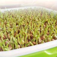 🌱 Microgreen germination tray set with mesh and lid, dimensions 24/32cm