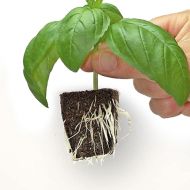 CLONEX Rooting Gel 50мл. - Гел за вкореняване на клонинги (резници)