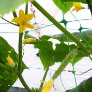Bradas PLANT NET 2 × 10 m climbing plant net