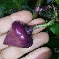 "Purple UFO" Chili pepper seeds - 15 pcs.