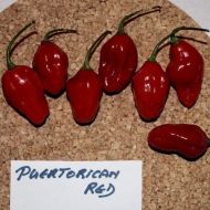 "Puertorican Red" Chili pepper seeds - 15 pcs.