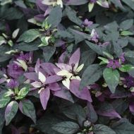 "Purple Flash x Trifetti" Chili pepper seeds - 15 pcs.