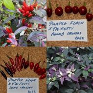 "Purple Flash x Trifetti" Chili pepper seeds - 15 pcs.