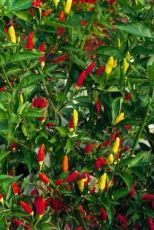 "Tabasco" Chili pepper seeds - 25 pcs.