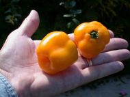 "ROCOTOPEPER Mix" Chili pepper seeds - 15 pcs.