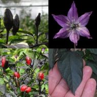 "Black Royal" Chili pepper seeds - 15 pcs.