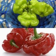 "Aji Dulce" Chili pepper seeds - 15 pcs.