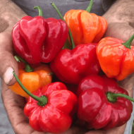 "Aji Dulce" Chili pepper seeds - 15 pcs.