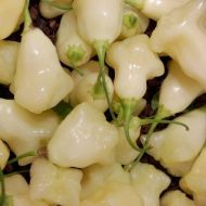 "Aji White Fantasy" Chili pepper seeds - 15 pcs.