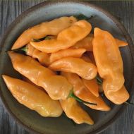 "Sugar Rush Orange" Chili pepper seeds - 15 pcs.
